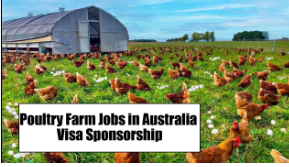 Poultry Farm Jobs in Australia with Visa Sponsorship 2024