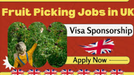 Fruit Picker Jobs in UK 2024 -Work Visa